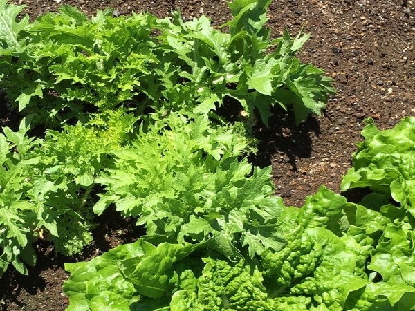 野菜が植えられている畑